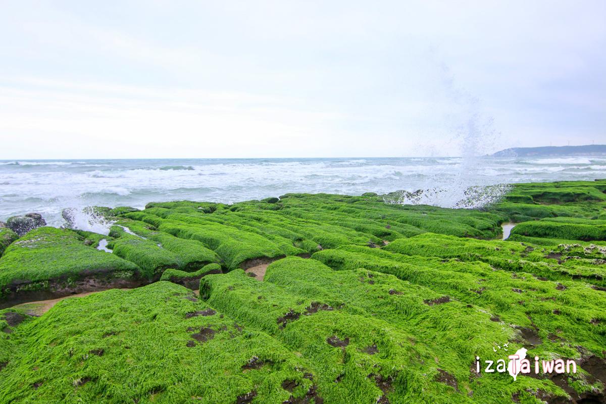 老梅綠石槽：季節限定的北海岸抹茶地毯