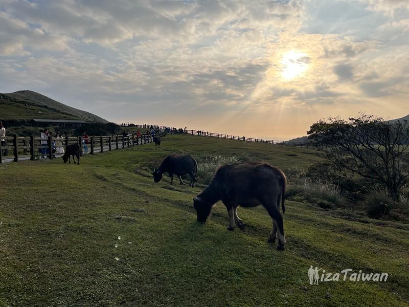擎天崗：陽明山國家公園的遼闊草原、牛群與健行